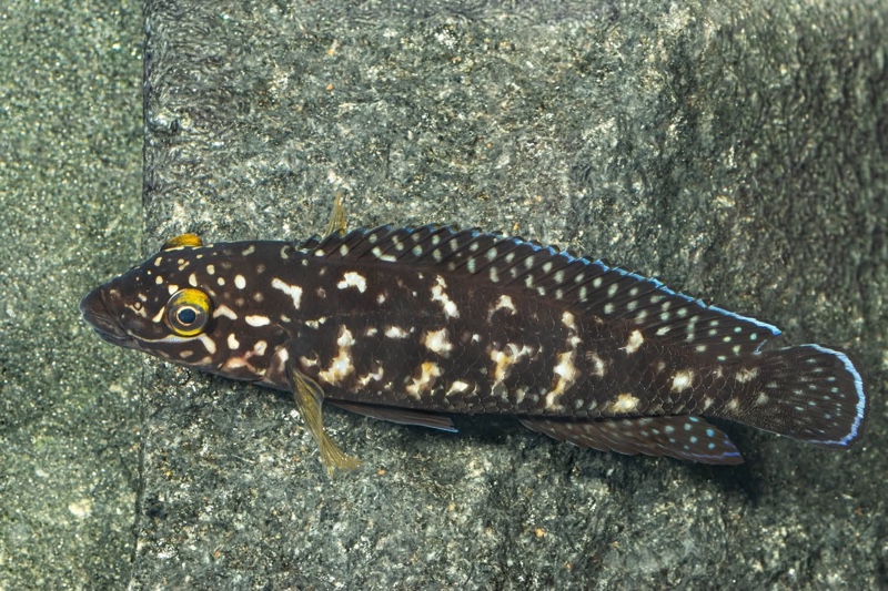Julidochromis sp. 'transcriptus tanzania' Molwe